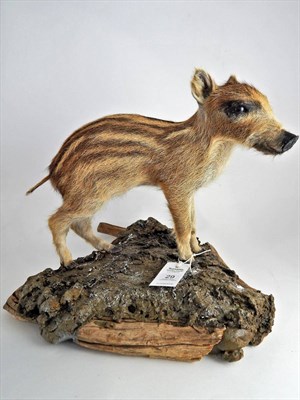 Lot 29 - Wild Boar Piglet (Sus scrofa), modern, full mount stood upon a faux rock base surrounded by a drift