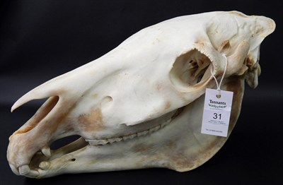 Lot 31 - Burchell's Zebra (Equus quagga), modern, skull, 54cm long by 28cm high approx  With green game...