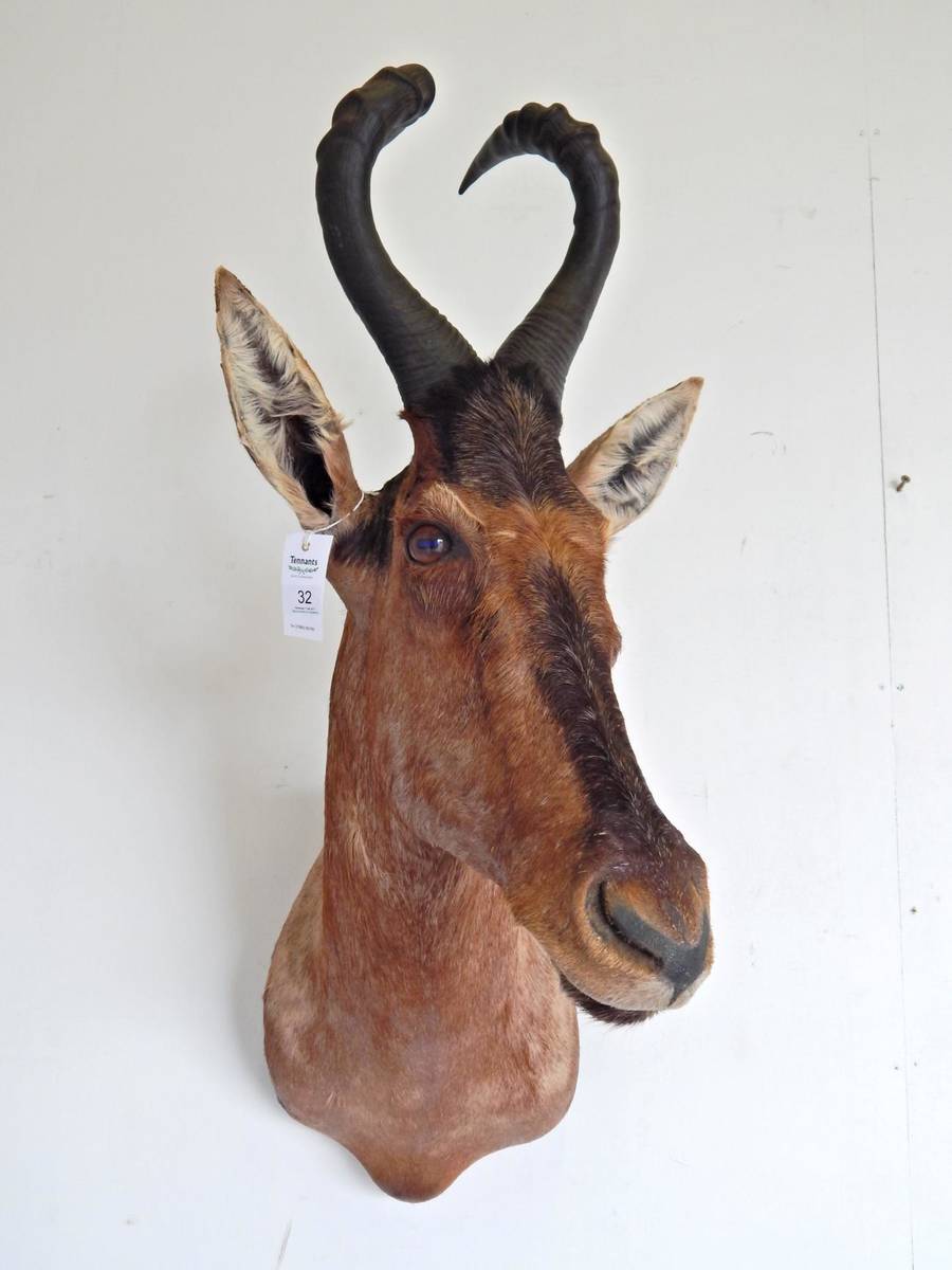 Lot 32 - Red Hartebeest (Alcelaphus caama), modern, shoulder mount with head turning to the left, 68cm...
