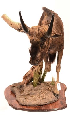 Lot 34 - Black Wildebeest (Connochaetes gnou), juvenile modern, fore-part in walking pose with right...