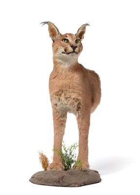 Lot 35 - African Caracal (Caracal caracal), modern, fore-part with head turning to the left, mounted...