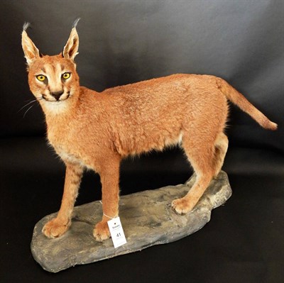 Lot 41 - African Caracal (Caracal caracal), modern, full mount with head turning to the left, mounted upon a