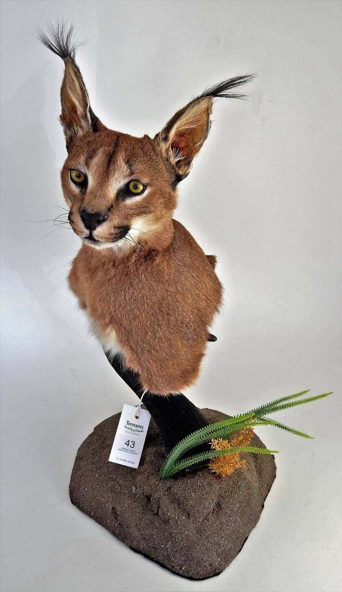 Lot 43 - African Caracal (Caracal caracal), modern, shoulder mount with head turning to the left,...
