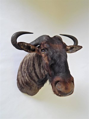 Lot 44 - Blue Wildebeest (Connochaetes taurinus), modern, shoulder mount with head turning slightly to...