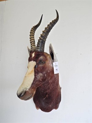 Lot 45 - Blesbok (Damaliscus pygargus phillipsi), modern, shoulder mount with head turning to the right,...
