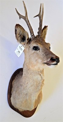 Lot 46 - Roe Deer (Capreolus capreolus), circa 20th century, shoulder mount looking straight ahead...