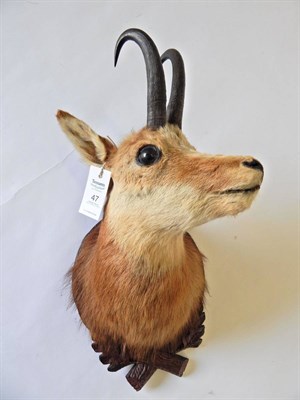 Lot 47 - Alpine Chamois (Rupicapra rupicapra), circa 20th century, shoulder mount with head turning to...