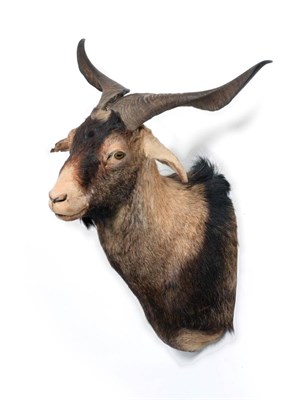 Lot 48 - Domestic Goat (Capra hircus), circa 1996, shoulder mount with head turning slightly to the...