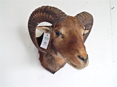 Lot 49 - European Mouflon (Ovis musimon), head mount looking straight ahead, widest span 38cm, from the wall
