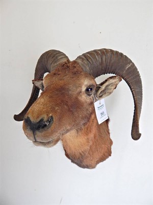 Lot 50 - European Mouflon (Ovis musimon), shoulder mount looking straight ahead, widest span 36cm, from...