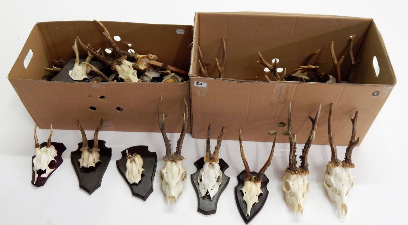 Lot 52 - Roe Deer (Capreolus capreolus), circa late