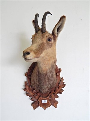 Lot 53 - Alpine Chamois (Rupicapra rupicapra), circa late 20th century, shoulder mount turning to the...