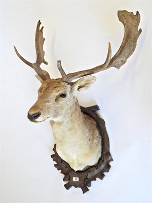Lot 54 - Fallow Deer (Dama dama), circa late 20th century, shoulder mount looking straight ahead on...