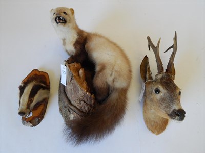 Lot 56 - Pine Marten (Martes foina), modern, full mount stood upon a wall mounted tree section with head...
