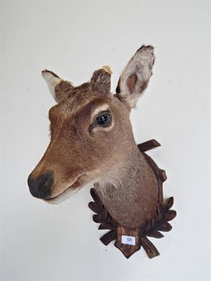 Lot 58 - Juvenile Sika Deer (Cervus nippon), modern, head mount looking straight ahead on carved oak...