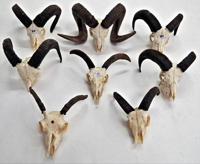 Lot 60 - European Mouflon (Ovis orientalis musimon), circa late 20th century, eight sets of horns on...