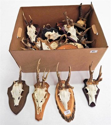 Lot 61 - Roe Deer (Capreolus capreolus), Abnormal Antlers, twenty pairs of abnormal Roe Deer antlers of...