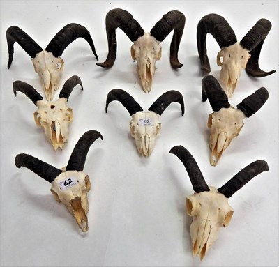 Lot 62 - European Mouflon (Ovis orientalis musimon), circa late 20th century, eight sets of horns on...