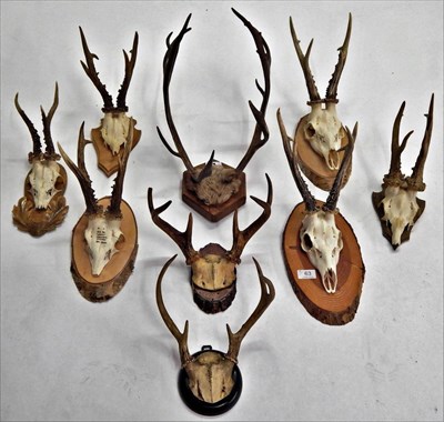 Lot 63 - Roe Deer (Capreolus capreolus), circa late 20th century, six pairs of large Roe Deer antlers on cut