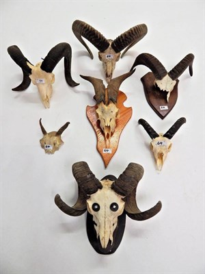 Lot 64 - European Mouflon (Ovis orientalis musimon), circa late 20th century, six pairs of various...