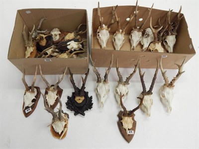 Lot 65 - Roe Deer (Capreolus capreolus), circa late 20th century, fifteen sets of Roe Deer antlers on...