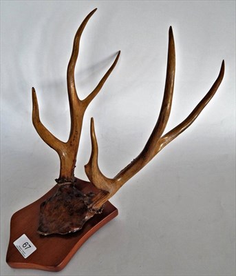 Lot 67 - Pampas Deer (Ozotoceros bezoarticus), circa 1930s, antlers on cut upper frontlet on oak shield, tip
