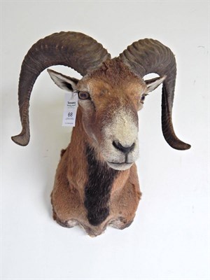 Lot 68 - European Mouflon (Ovis orientalis musimon), circa late 20th century, shoulder mount with head...