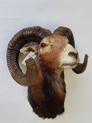 Lot 69 - European Mouflon (Ovis orientalis), circa late 20th century, shoulder mount looking straight ahead