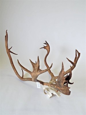 Lot 70 - Caribou (Rangifer tarandus), antlers on part upper skull, 29 points (16+13), 67cm widest span,...