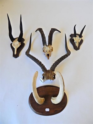 Lot 71 - A Collection of Five Sets of Various Horns and Tusks, circa mid-late 20th century, to include:...