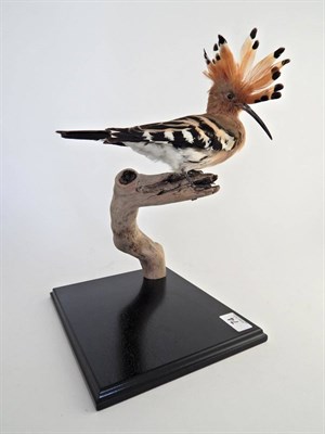 Lot 74 - Hoopoe (Upupa epops), modern, full mount perched upon a branch attached to an ebonised base,...