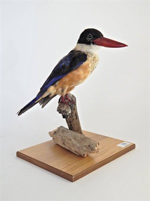 Lot 75 - Black-Capped Kingfisher (Halcyon pileata), modern, full mount perched upon a branch turning...