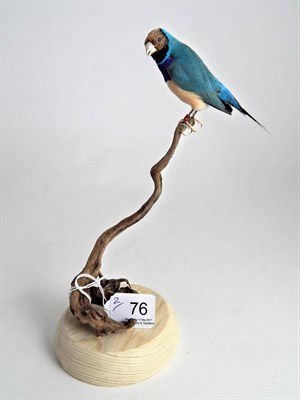 Lot 76 - Blue Gouldian Finch (Erythrura gouldiae), modern, full mount perched upon a small branch...