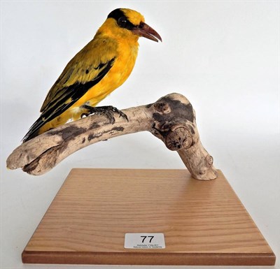 Lot 77 - Black-Naped Oriole (Oriolus chinensis), modern, full mount perched on a branch turning slightly...