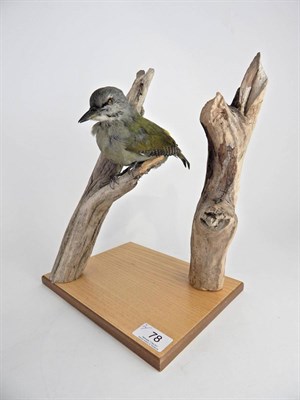 Lot 78 - Grey-Headed Woodpecker (Picus canus), modern, full mount perched upon a branch attached to a wooden