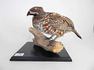 Lot 79 - Severtzov's Grouse (Tetrastes sewerzowi) or Chinese Grouse, modern, full mount perched upon a piece