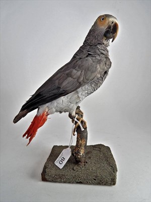 Lot 80 - African Grey Parrot (Psittacus erithacus), circa 1895, full mount with head turning to the...