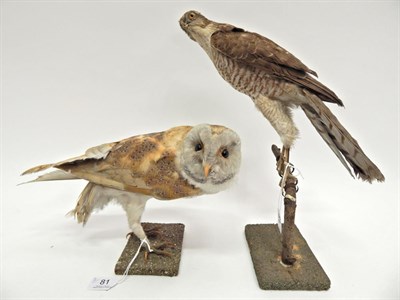 Lot 81 - Barn Owl (Tito alba) and Female Sparrowhawk (Accipter nisus), both circa 1895, both full...
