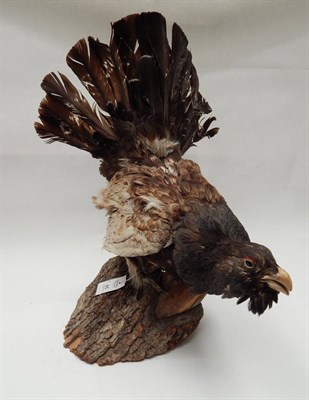 Lot 85 - Capercaillie (Tetrao urogallus), circa late 20th century, two full mounts cock and hen birds,...