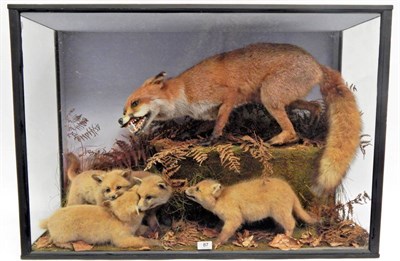 Lot 87 - A Large Early 20th Century Taxidermy Display of Foxes (Vulpes vulpes), full mount adult...