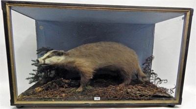 Lot 88 - A Cased Badger (Meles meles), by C Millichamp Bird and Animal Preserver High St Presteign, full...