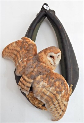 Lot 89 - Barn Owl (Tito alba), circa late 20th century, full mount perched upon a leather horse harness with