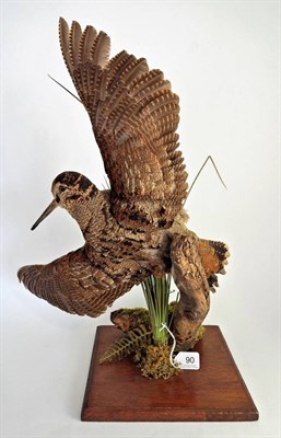 Lot 90 - Eurasian Woodcock (Scolopax), full mount with wings outstretched in flying pose,...