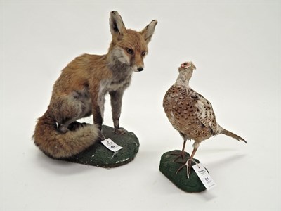 Lot 91 - Fox (Vulpes vulpes), modern, full mount sat upon a green painted faux rock base, 52cm long nose...