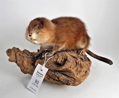 Lot 93 - Muskrat (Ondatra zibethicus), modern, full mount stood upon a gnarled piece of drift wood with head