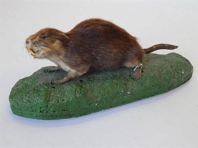 Lot 94 - Muskrat (Ondatra zibethicus), modern, full mount stood upon a green painted faux rock base with...