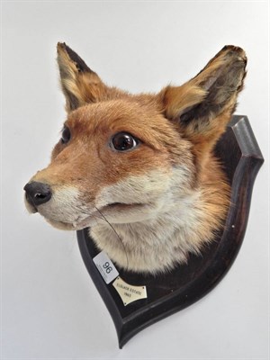 Lot 96 - Rowland Ward Fox Mask on Shield (Vulpes vulpes), head mount on oak shield looking straight...