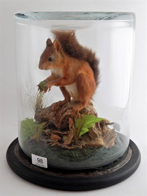 Lot 98 - A Taxidermy Red Squirrel (Sciurus vulgaris) modern, by Graham Teasdale, full mount stood upon a...