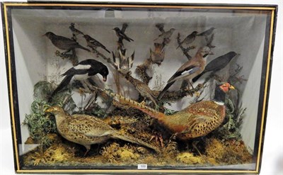 Lot 100 - A Large Early 20th Century Taxidermy Display of British Birds, to include: a pair of Pheasants,...