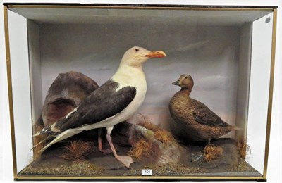 Lot 101 - A Cased Taxidermy Great Black-Backed Seagull (Larus marinus) and a Female King Eider Duck...